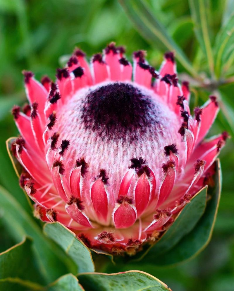 Protea
