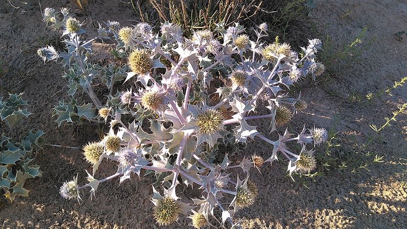 Sea Holly (Eryngium)