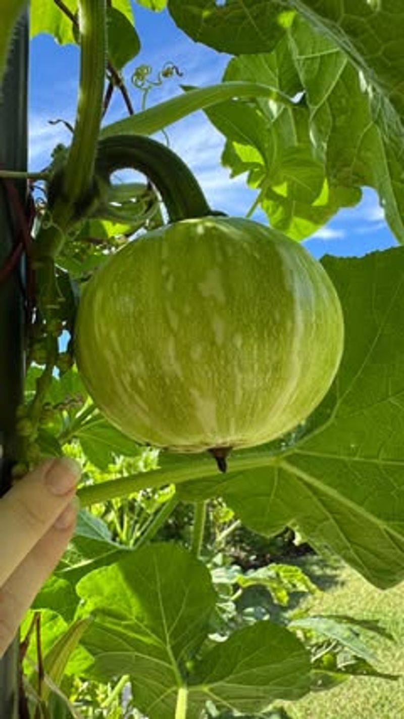 Plan Your Planting Calendar Around Florida's Unique Seasons