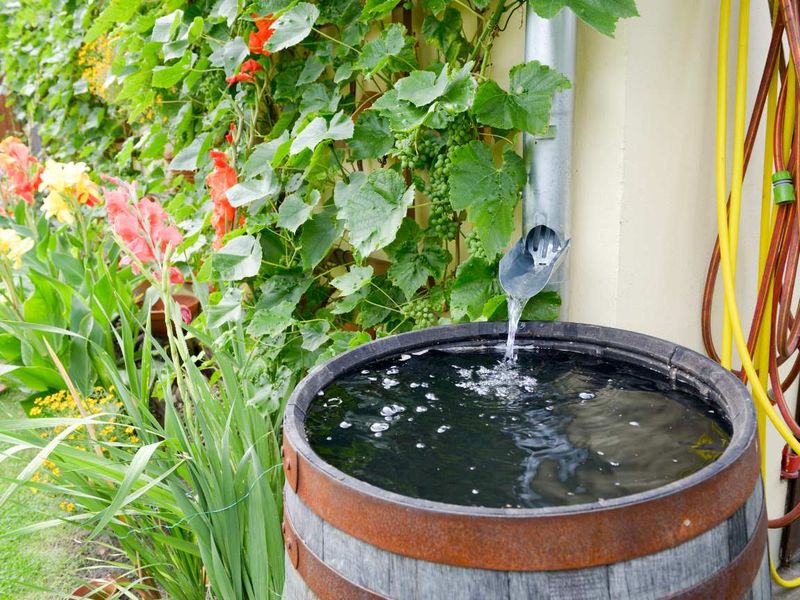 Collect Rainwater In Buckets And Containers