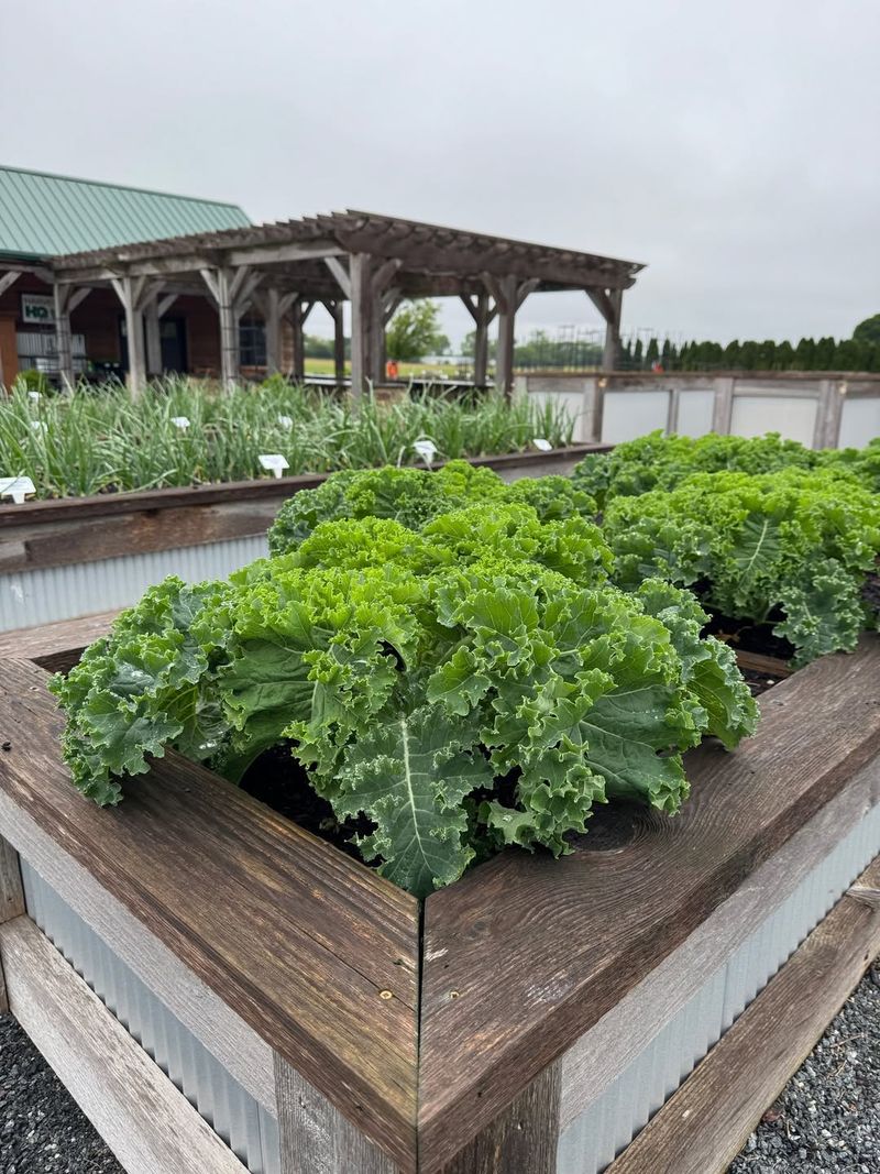 Prepare Garden Beds for Planting