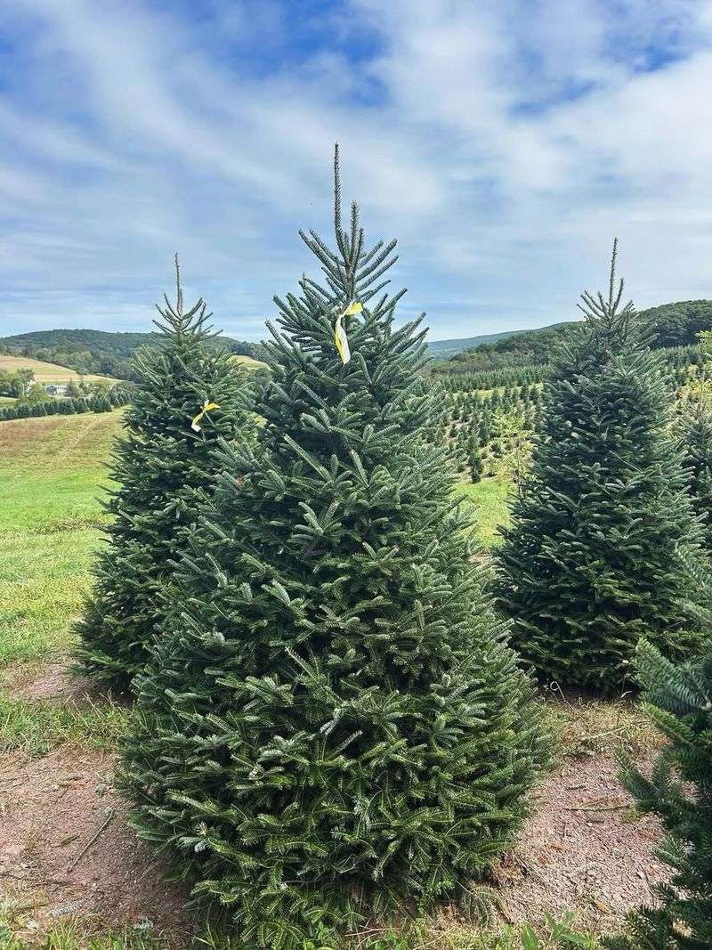 Make A Fresh Cut Before Setting Up Your Tree