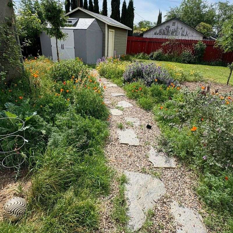 Grass Lawns Are Not Native To California