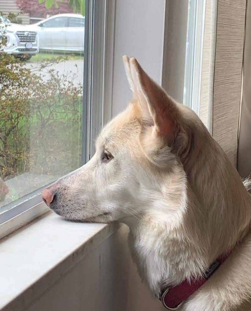 Bring Your Pets Inside Immediately