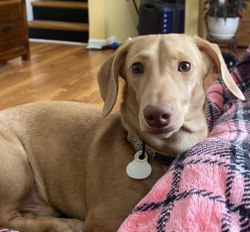 Bring Pets And Children Inside Immediately