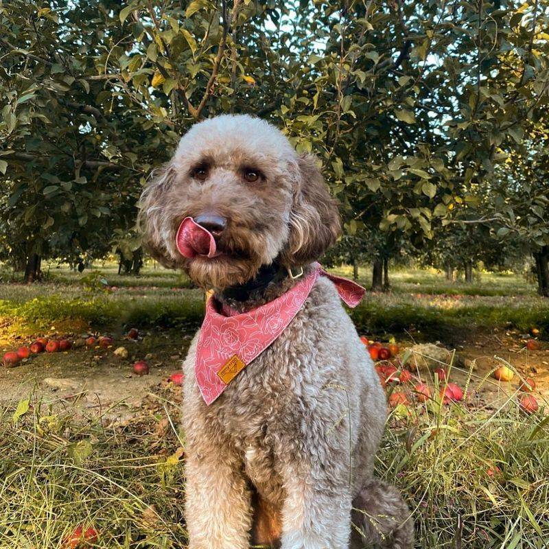 Bring Pets Inside Immediately