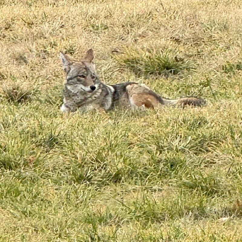 Keep Pets And Children Inside