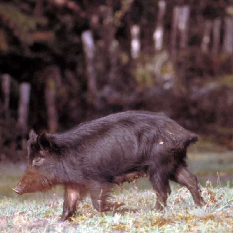 Contact Local Wildlife Authorities Immediately