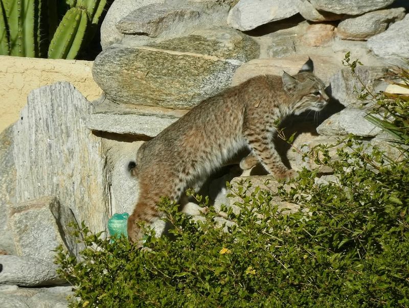 Make Yourself Appear Larger