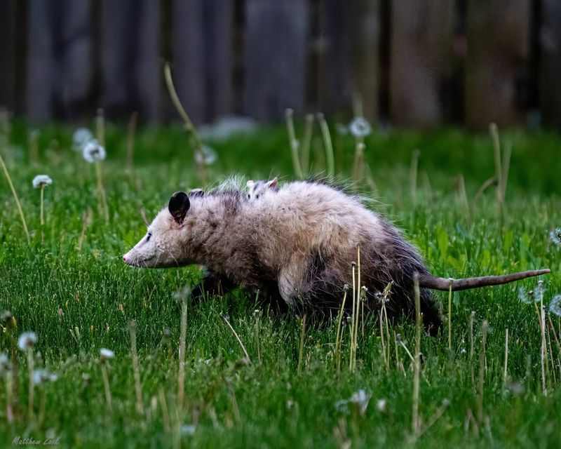 Observe The Opossum's Behavior Carefully