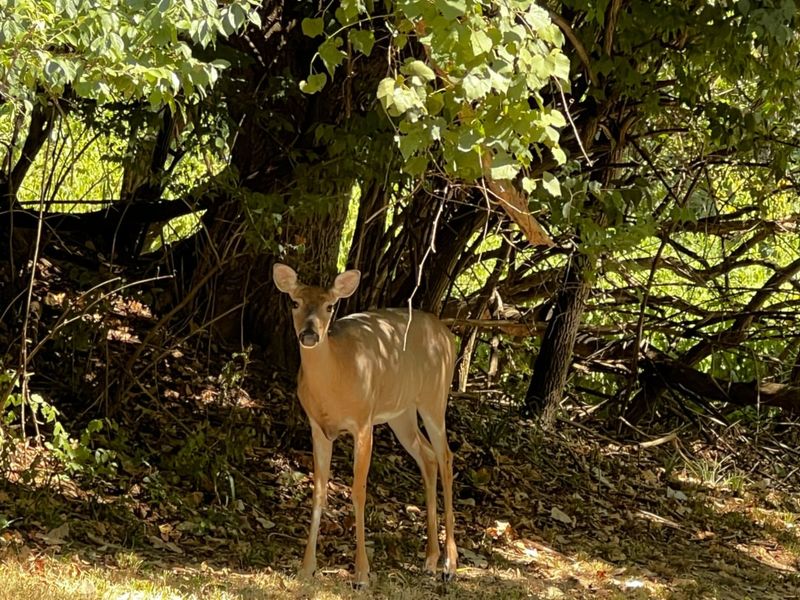 Give The Deer A Clear Escape Route