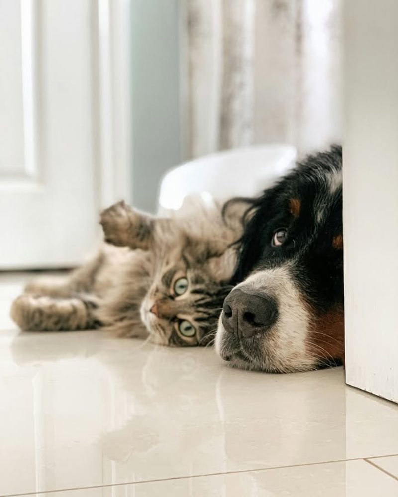 Bring Pets Inside Immediately