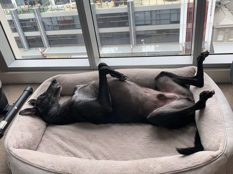 Secure Your Pets Indoors Immediately