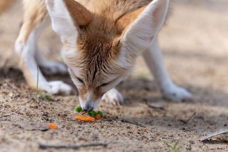 Never Feed The Fox Or Leave Food Out