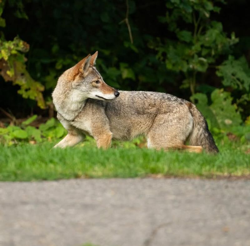 Bring Pets And Children Inside Right Away