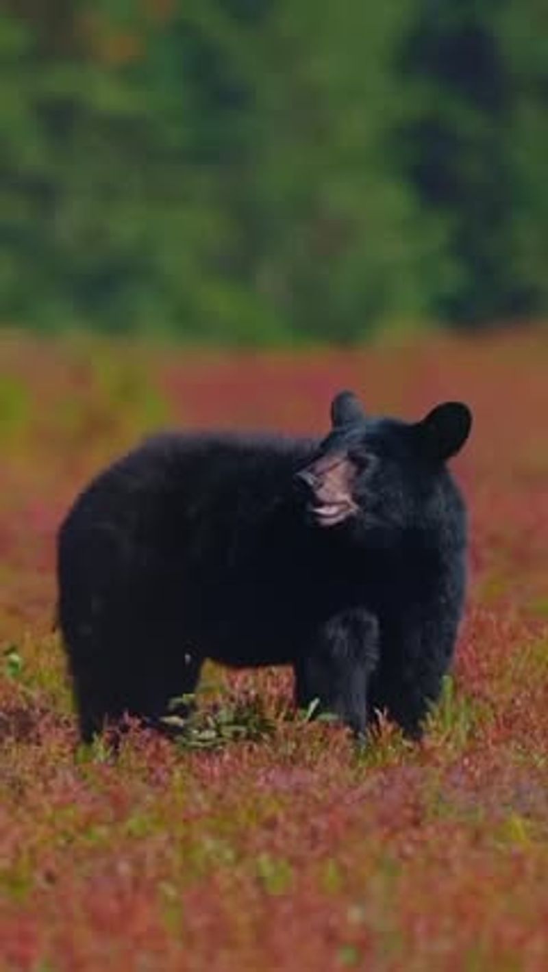 Make Yourself Look Bigger