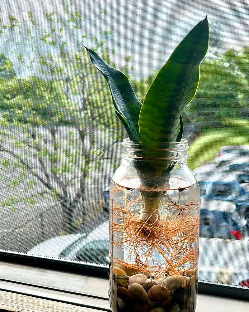 Step 4: Insert The Leaf Cutting