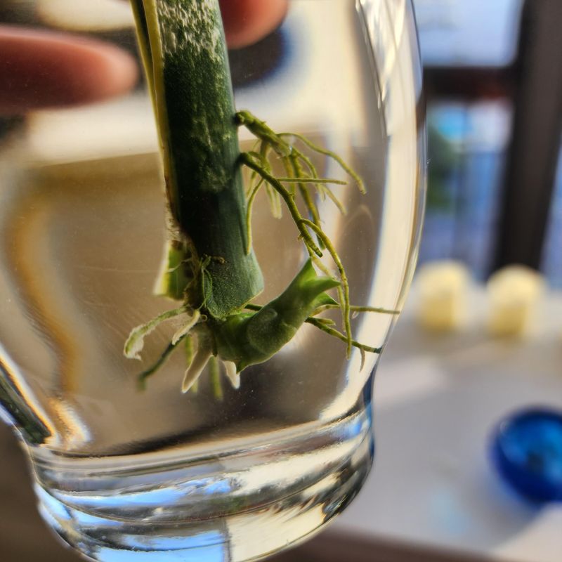 Step 7: Monitor Root Growth Closely