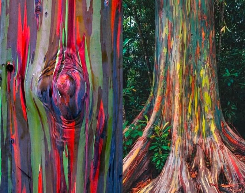 Their Bark Creates a Natural Rainbow Effect