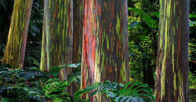 Eucalyptus trees (featured image)