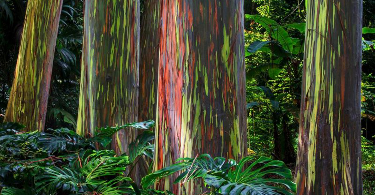 Step Into Hawaii’s Colorful World Of Rainbow Eucalyptus Trees