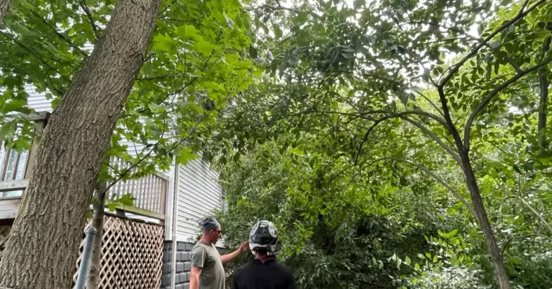 Handling Hazardous Branches Not Touching Your Roof