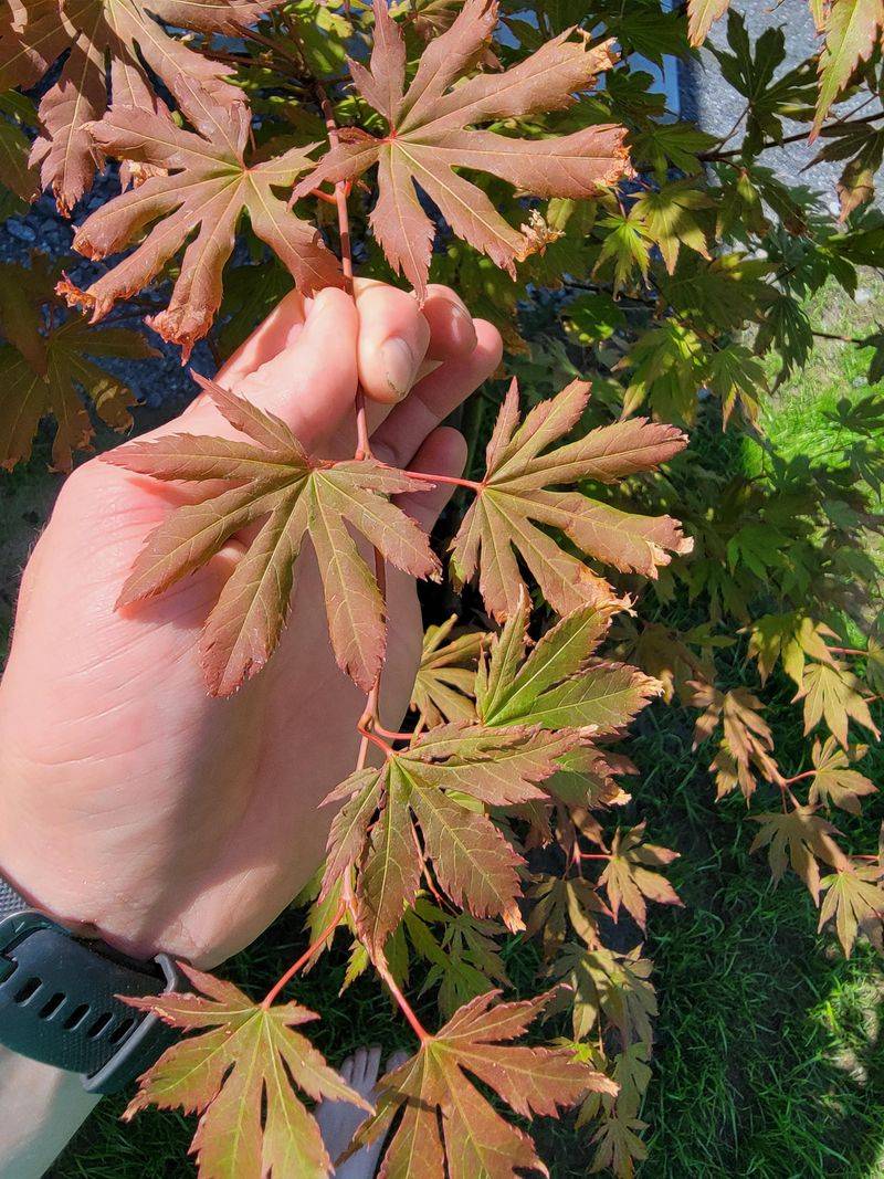 Simple Care Tips To Prevent Leaf Curl