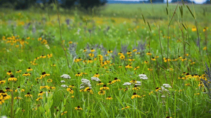 How No-water Meadows Attract Wildlife And Boost Biodiversity In Kansas Yards