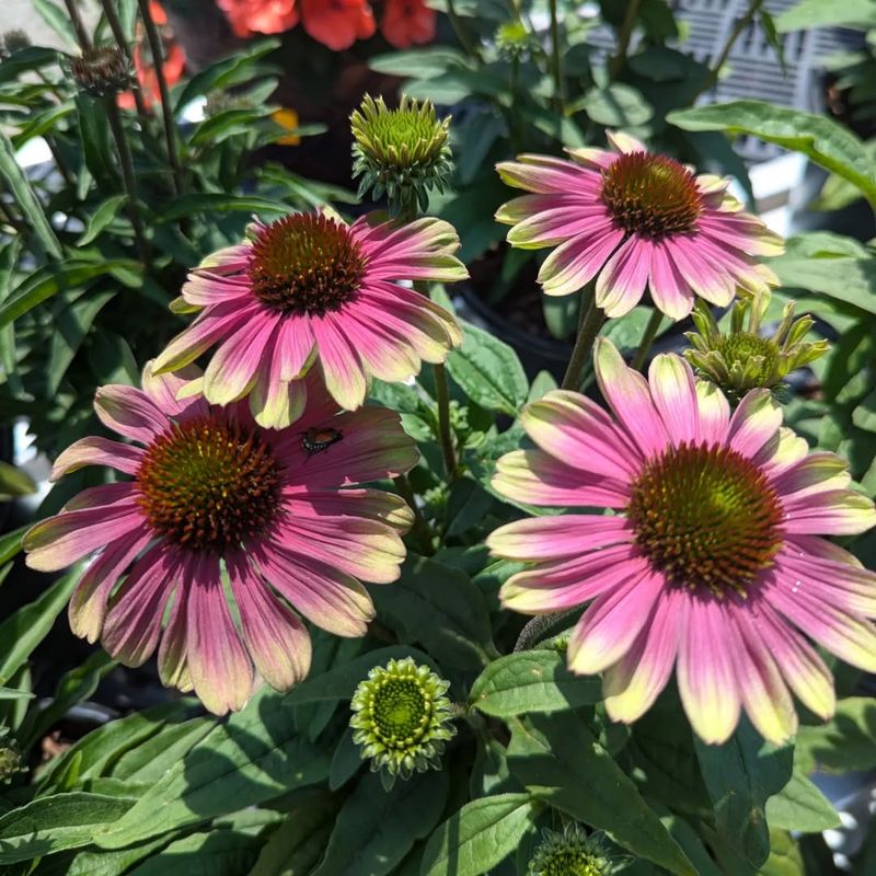 Select the Right Coneflower Varieties for Your Garden