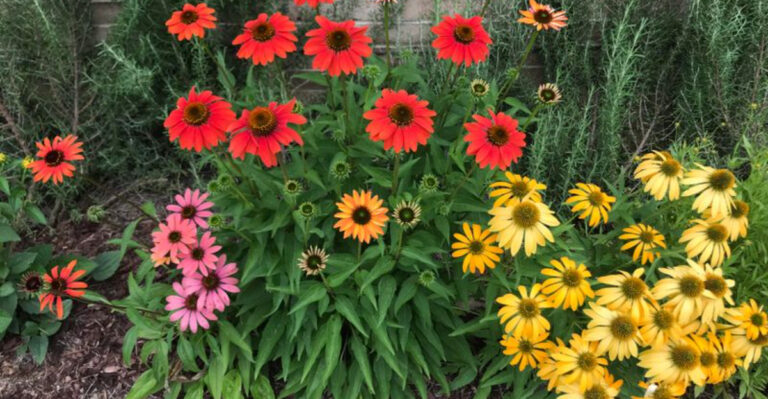 Coneflowers (featured image)