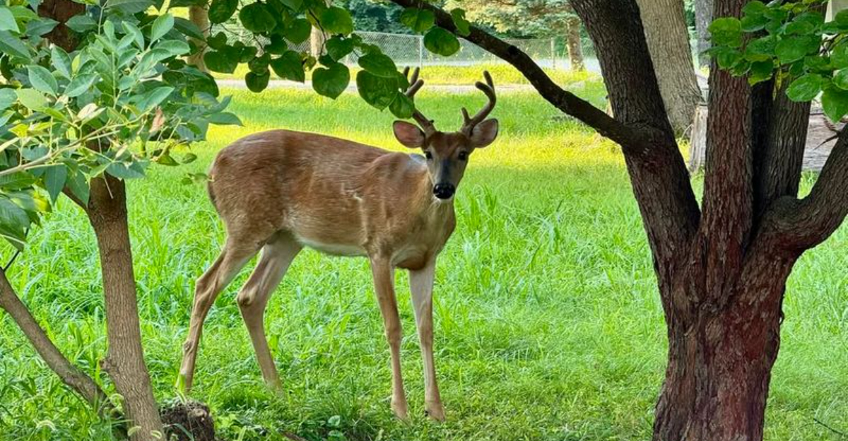 Steps To Take If A Deer Shows Up In Your Virginia Yard And What To Avoid
