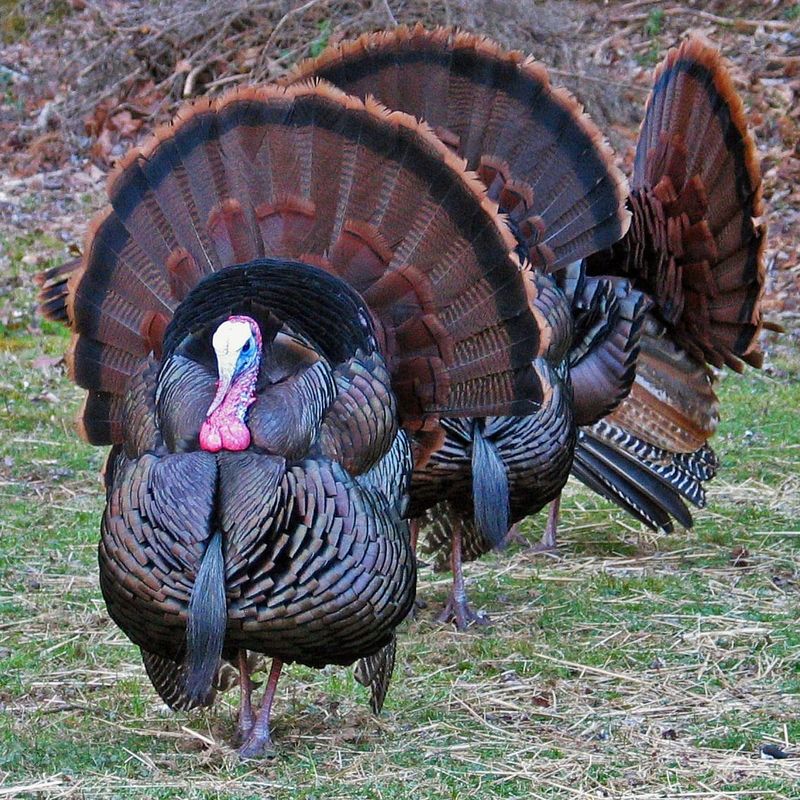 Keep Your Distance And Observe From Afar