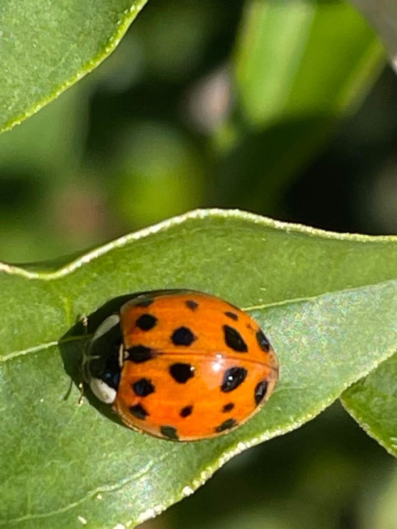 Beneficial Insects Are Natural Predators