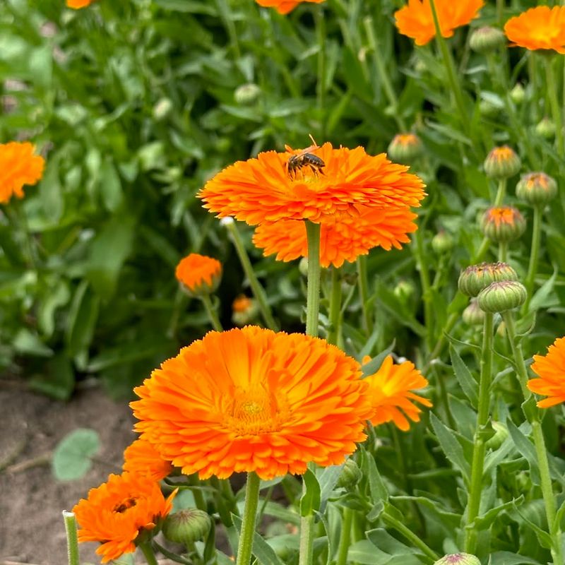 Calendula Offers Cheerful Blooms And Practical Benefits