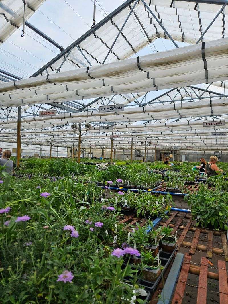 Bluestone Perennials - Madison