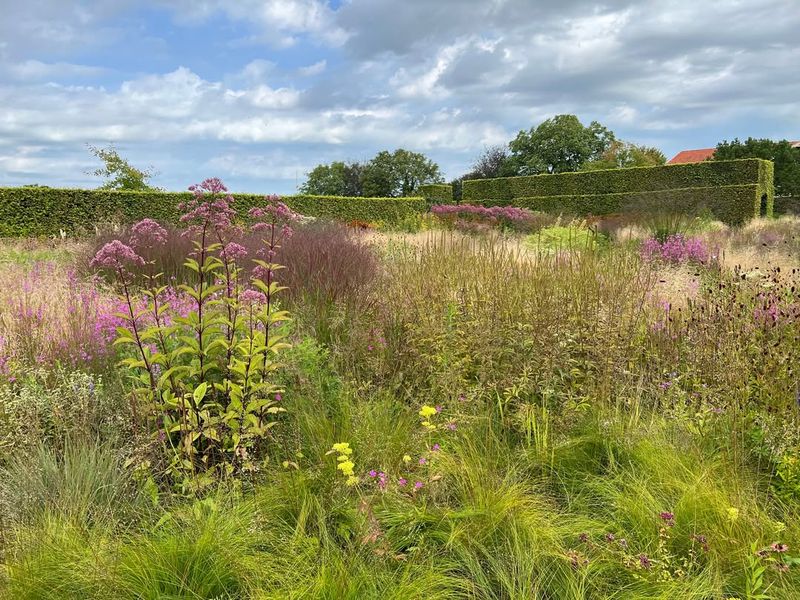 Meadow Areas Replace Unused Lawn Sections