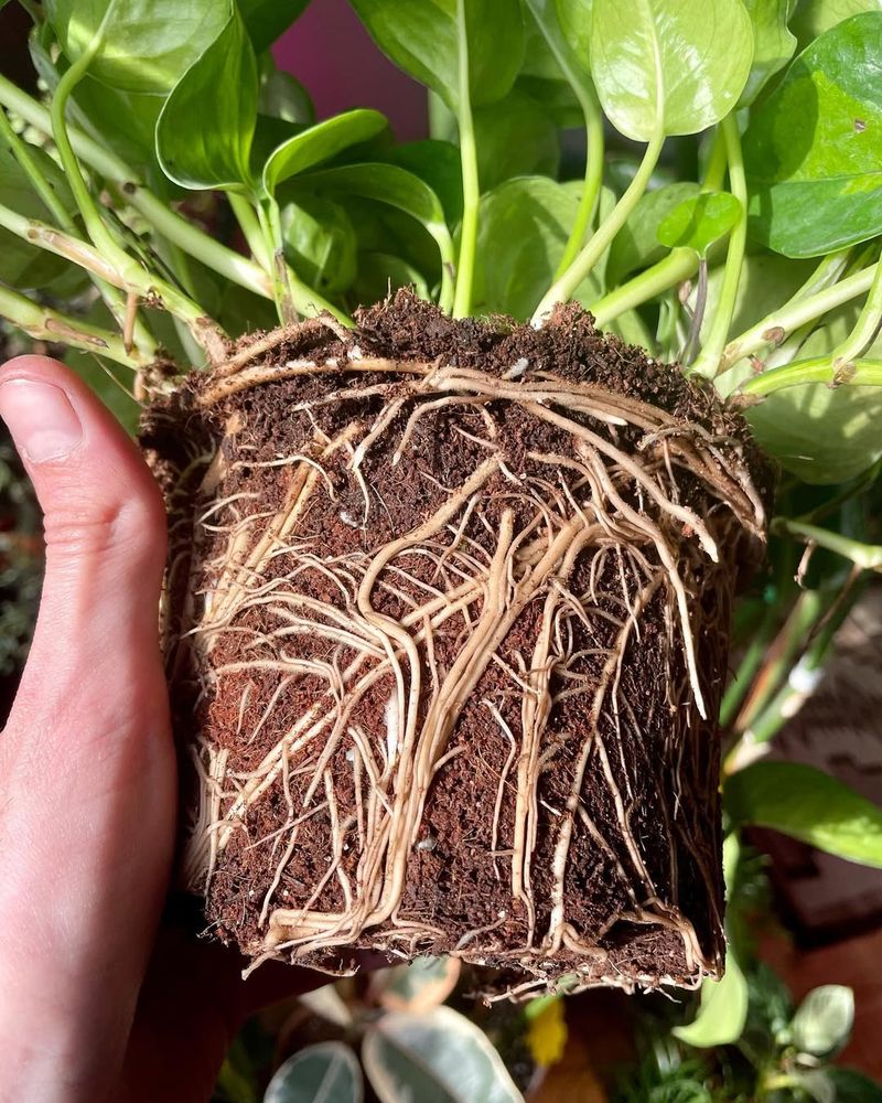 Remove The Plant From Its Pot To Inspect Roots