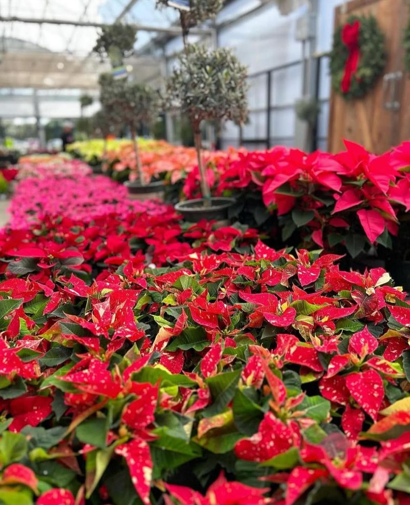 Avoid The Chaotic Spring Shopping Crowds