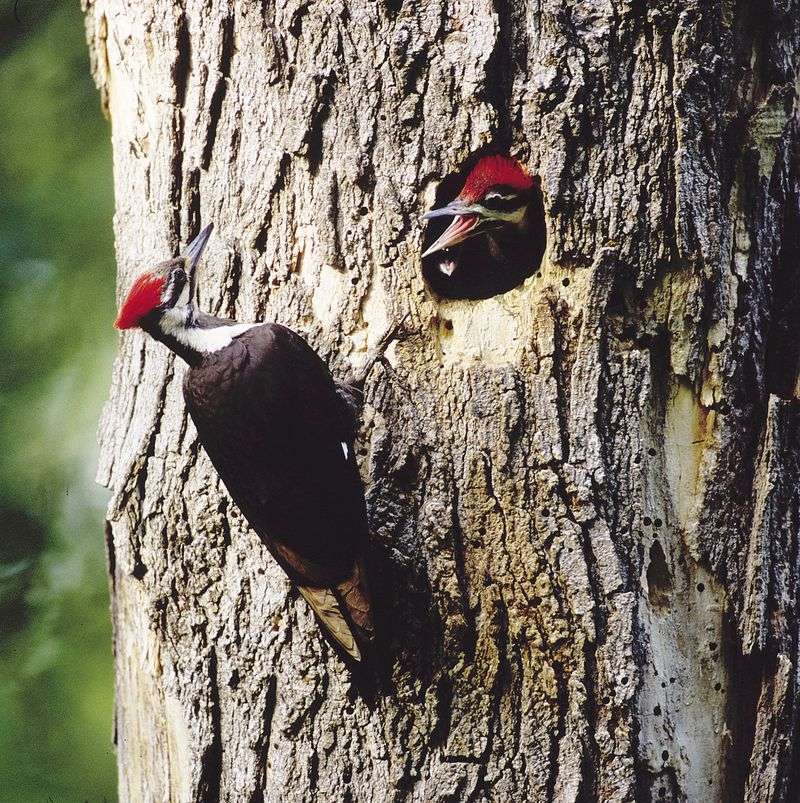 Excavating Roosting Sites For Nighttime Shelter