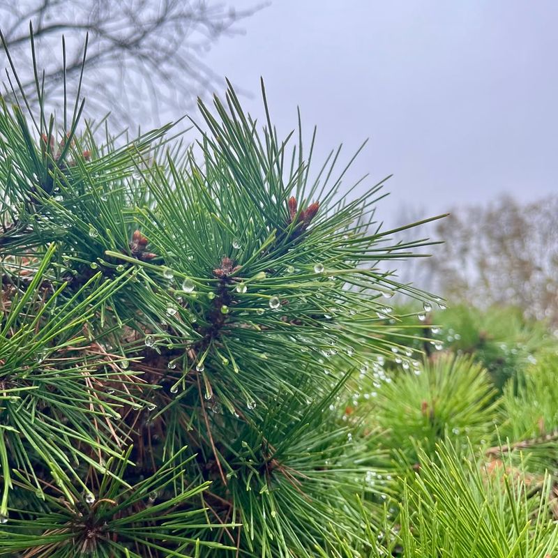 Conifer Needle Clusters Or Abnormal Growth