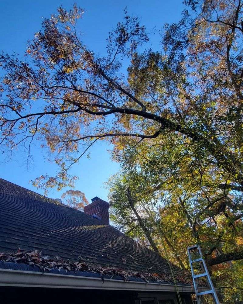 Trees Threatening Homes