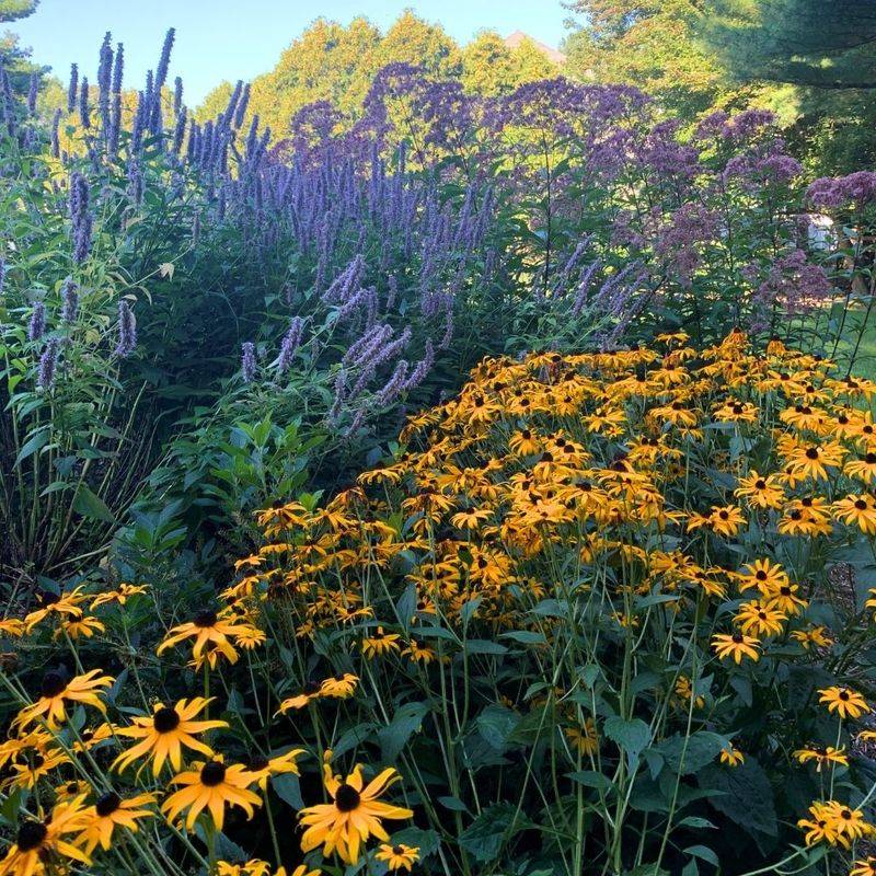 Native Plants Thrive In Rain Gardens