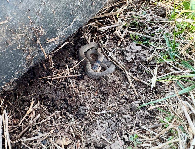 Holes Or Burrows Near Your Foundation