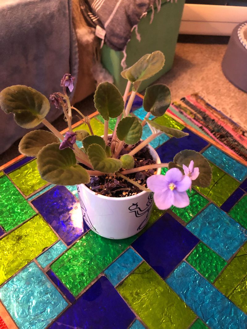 Regular Grooming Encourages New Blooms