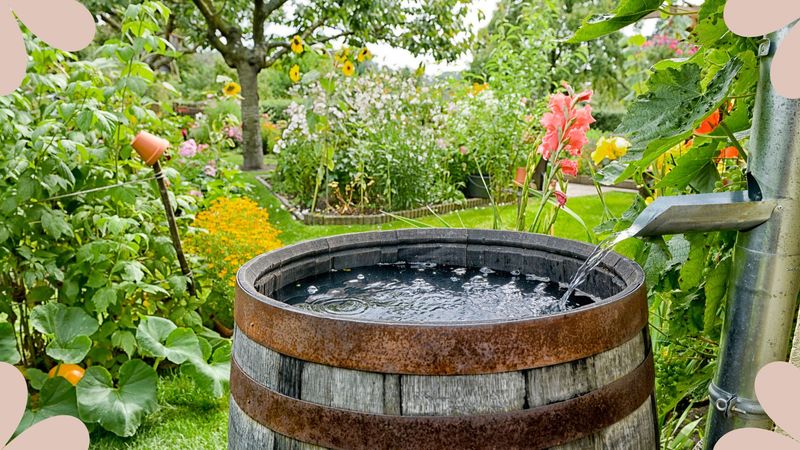 Rainwater Harvesting Captures Nature's Gifts