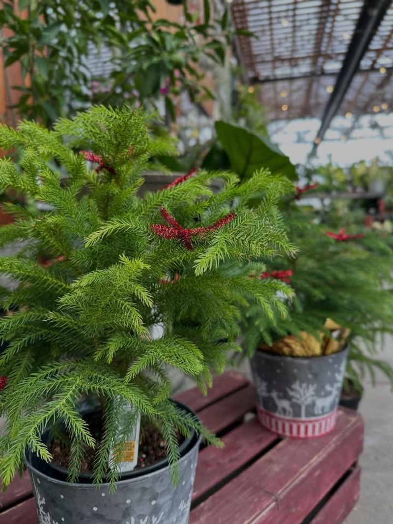 Temperature Consistency Prevents Needle Drop