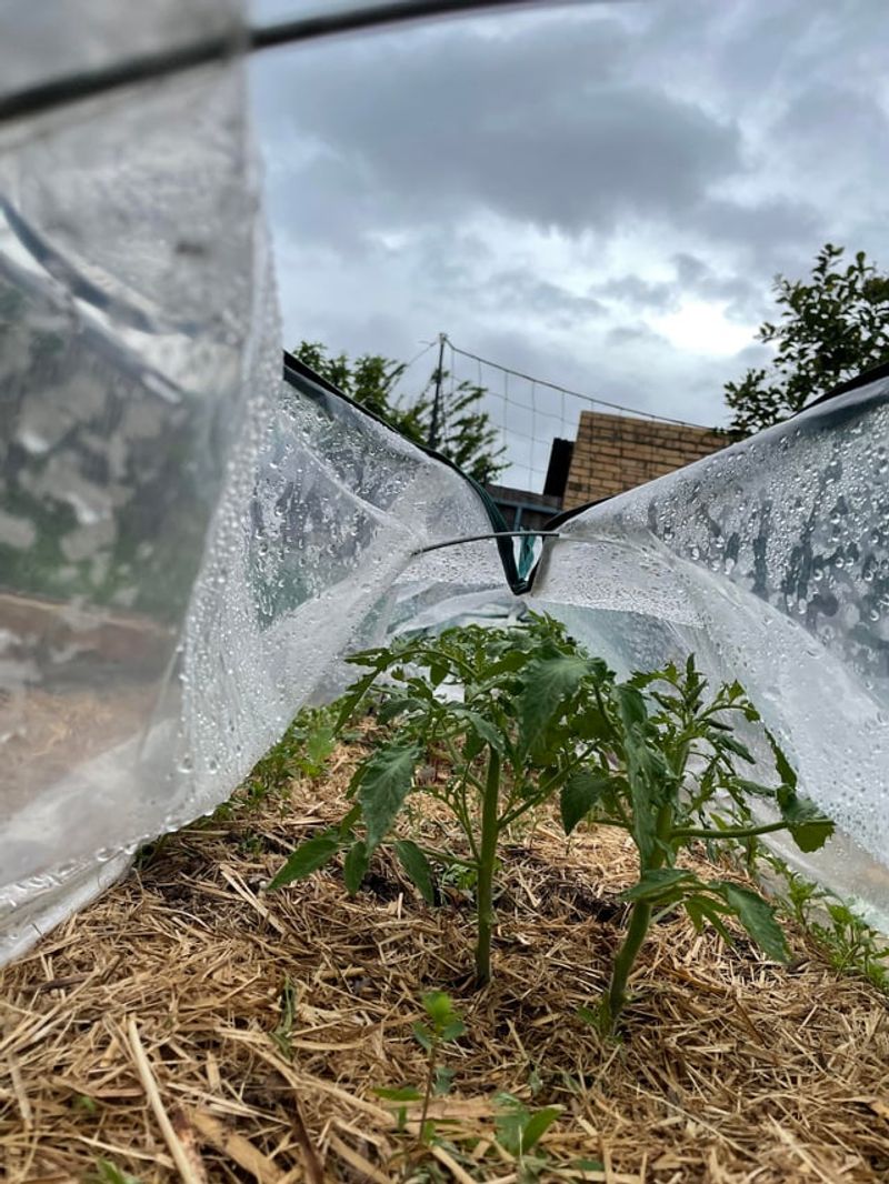 Low Tunnels Offer Flexible Protection