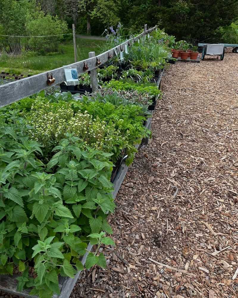 Windbreaks Shield Delicate Leaves