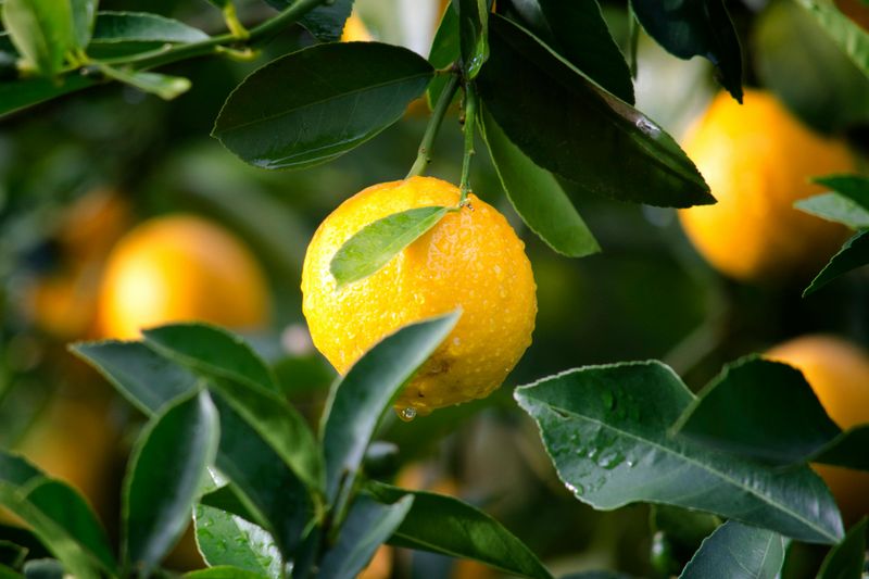 Meyer Lemons