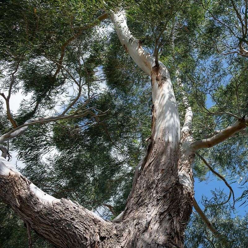 Protected Trees In Cities With Strong Tree Ordinances